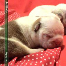 фото бульдога