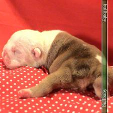 фото бульдога