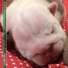 фото бульдога