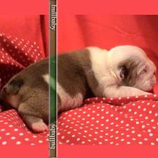 фото бульдога