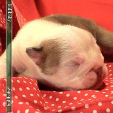 фото бульдога