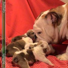 фото бульдога