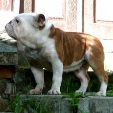 фото бульдога