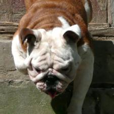 фото бульдога