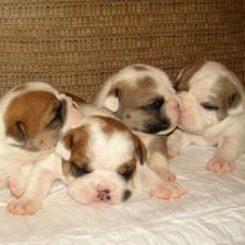 фото бульдога