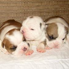 фото бульдога