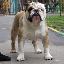 фото бульдога