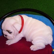 фото бульдога