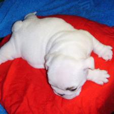 фото бульдога