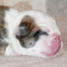 фото бульдога