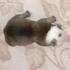 фото бульдога