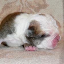 фото бульдога