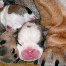 фото бульдога