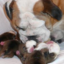 фото бульдога