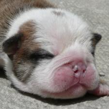 фото бульдога