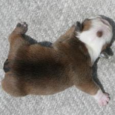 фото бульдога