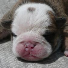 фото бульдога