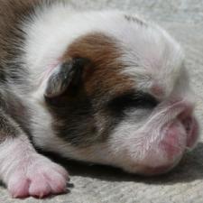 фото бульдога