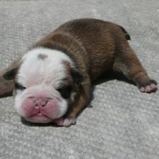 фото бульдога