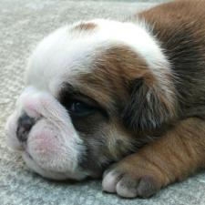 фото бульдога