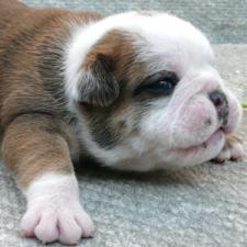 фото бульдога