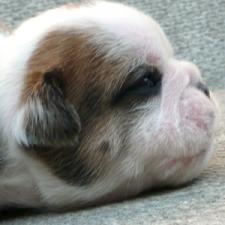 фото бульдога