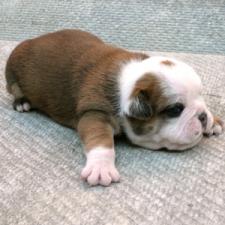 фото бульдога