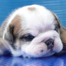 фото бульдога