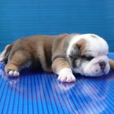 фото бульдога