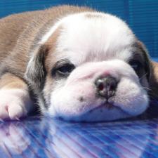 фото бульдога