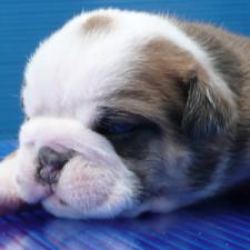 фото бульдога