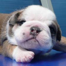 фото бульдога