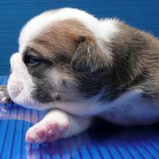 фото бульдога