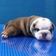 фото бульдога