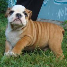 фото бульдога
