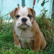 фото бульдога