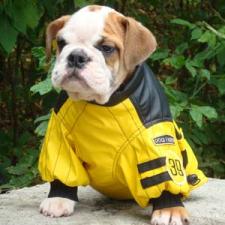 фото бульдога