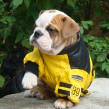 фото бульдога