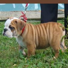 фото бульдога