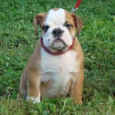 фото бульдога