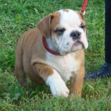 фото бульдога