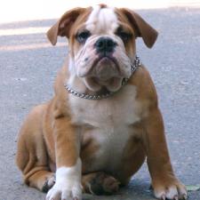 фото бульдога