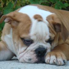 фото бульдога