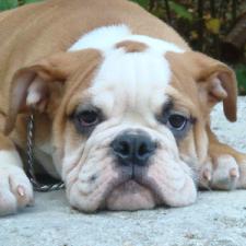 фото бульдога