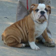 фото бульдога