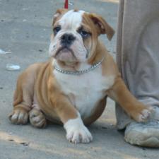 фото бульдога