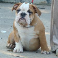 фото бульдога