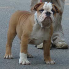 фото бульдога