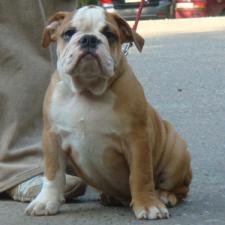 фото бульдога