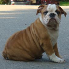 фото бульдога